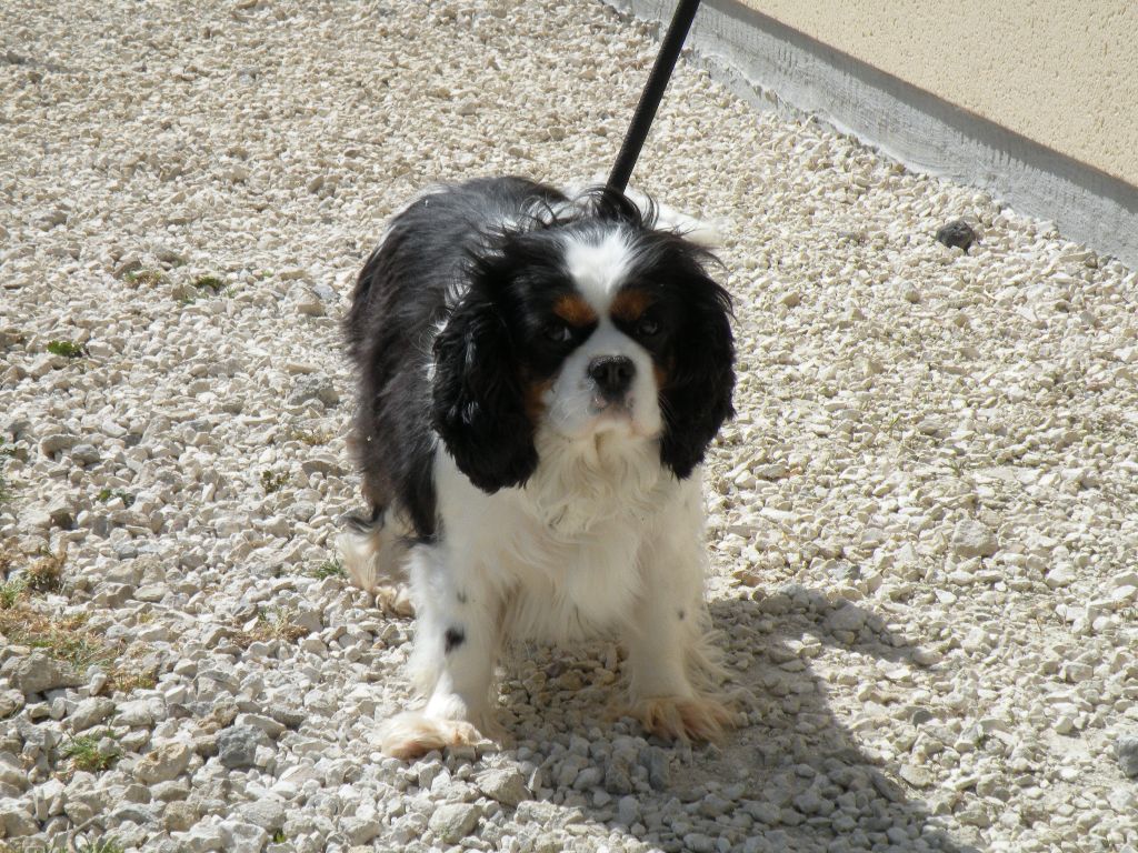 Lola Du Royaume D'orichalque