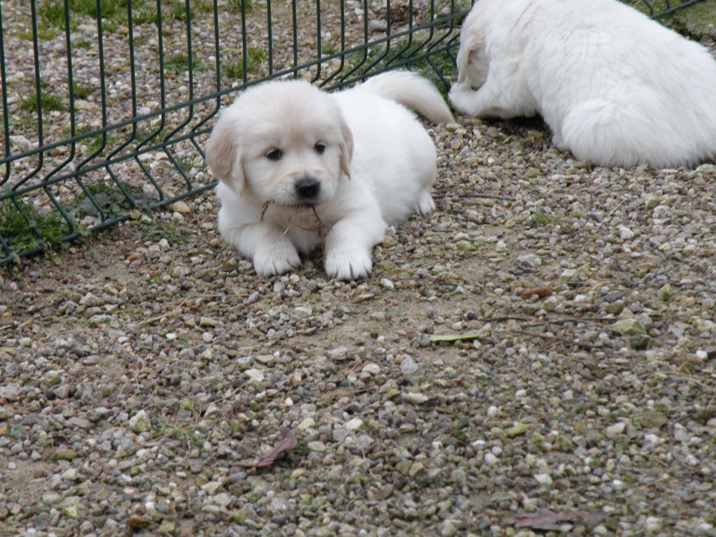 canin des mirabelles - Chiots disponibles - Golden Retriever