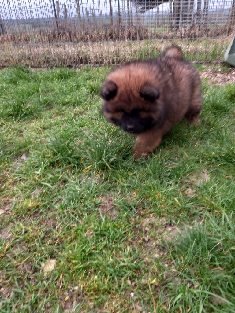 canin des mirabelles - Eurasier - Portée née le 13/12/2023