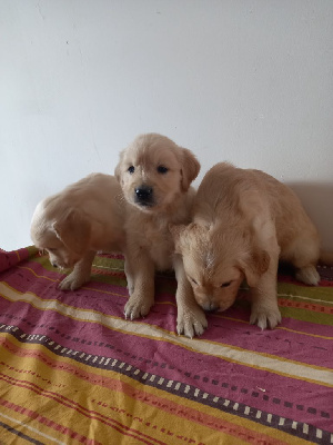 CHIOT 3