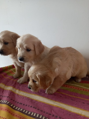 CHIOT 5