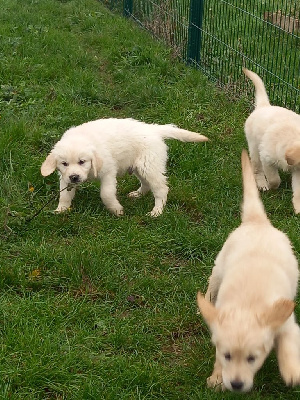 CHIOT 1