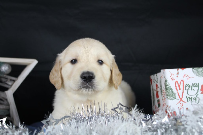 CHIOT 1