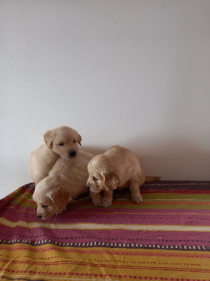 CHIOT 6