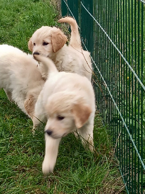 CHIOT 5