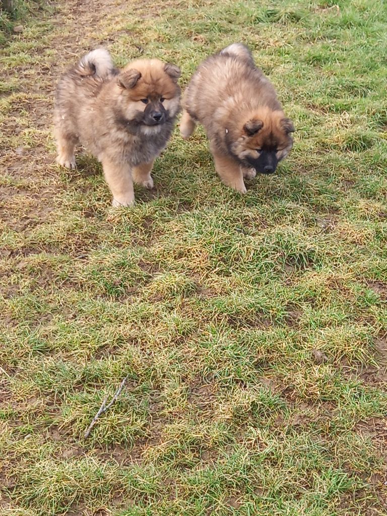 canin des mirabelles - Eurasier - Portée née le 05/12/2023